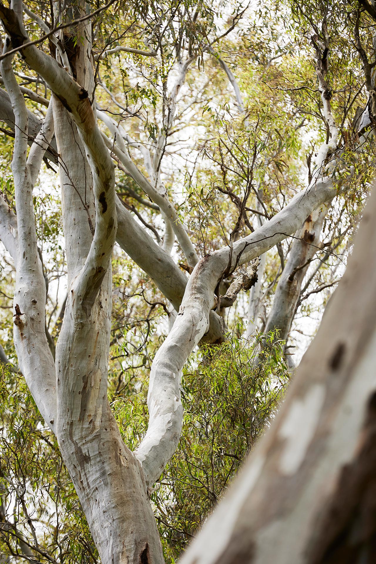 Tallarook Hotel Trees